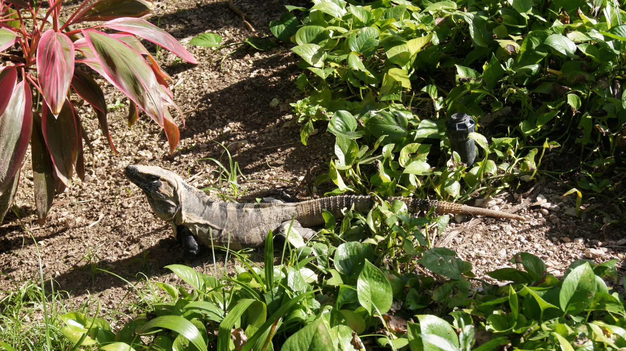    - (Cancun, Bahia Principe, Iguana encounter)